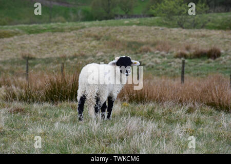 Cute schwarz konfrontiert Lamm in den Yorkshire Dales. Stockfoto