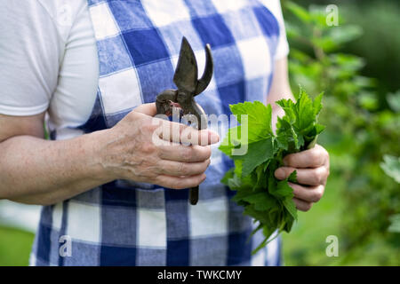 Frauenanteil in Händen hält frisch Johannisbeere Blatt für Tee und Specal Schere. Stockfoto