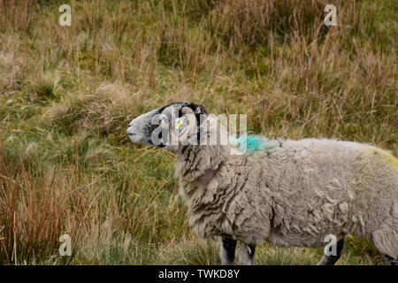 Heu-Feld mit einer swaledale Ewe stehen. Stockfoto