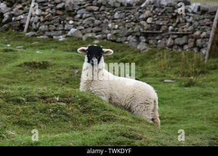 Adorable schwarz konfrontiert weisse Lamm in den Yorkshire Dales von England. Stockfoto