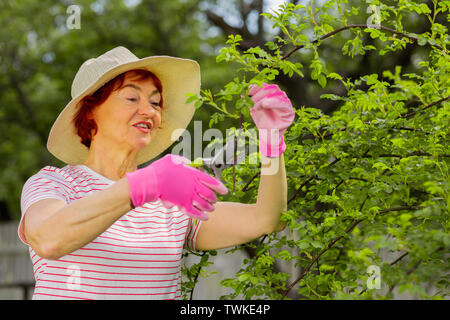 Tragen rosa Handschuhe. Rothaarige im Alter von Frau Sommer Hut tragen rosa Handschuhe schneiden Zweige vom Baum Stockfoto