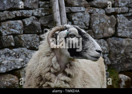 Das Profil eines swaledale Ewe im Norden Englands. Stockfoto