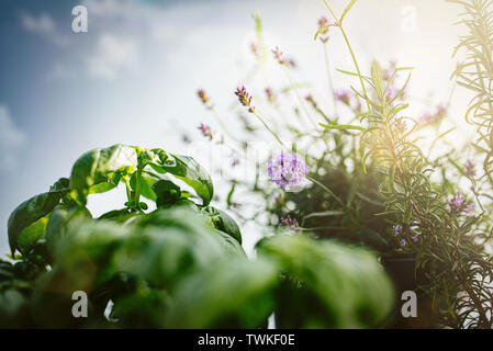 Close-up von Lavendel, Basilikum und Rosmarin Pflanzen auf Terrasse oder Balkon vor blauem Himmel Stockfoto