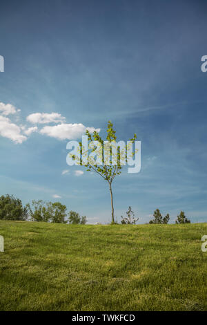 Einsamer Baum auf einem Hügel, natürliche Landschaft Stockfoto