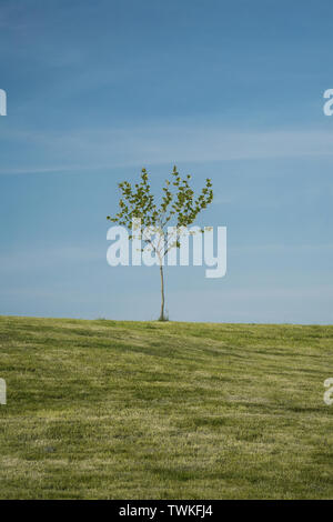 Einsamer Baum auf einem Hügel, natürliche Landschaft Stockfoto