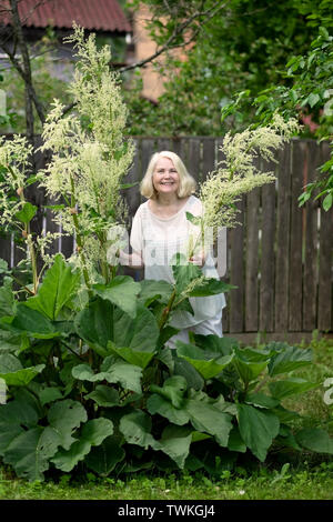 Ältere blonde Frau im Garten ernten Rhabarber Stockfoto