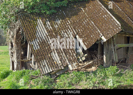 Wellblech Asbest überdacht, ehemaligen Vieh Feld vergossen und Schutz. Redundant. Nicht mehr verwendet. Innerhalb eines Feldes auf landwirtschaftlichen Flächen. Holz unterstützen Struktur kollabieren. ​ Stockfoto