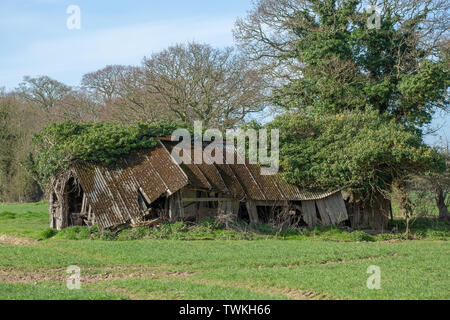 Asbest überdacht, ehemaligen Vieh Feld vergossen und Schutz. Redundant. Nicht mehr verwendet. Innerhalb eines Feldes auf landwirtschaftlichen Flächen. Holz unterstützen Struktur kollabieren. Ländliche, Norfolk. ​UK Stockfoto