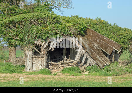 Asbest überdacht, ehemaligen Vieh Feld vergossen und Schutz. Holz unterstützen Struktur kollabieren. Wild Red Deer (Cervus elaphus), beschnitten, Efeu (Hedera helix), Trunks ​Maintaining linke Seitenwand. ​ Stockfoto