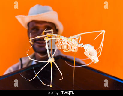 Fledermaus Skelett, strohfarbene Obst bat (Eidolon helvum), Kasanka Nationalpark, Serenje, Sambia, Afrika Stockfoto