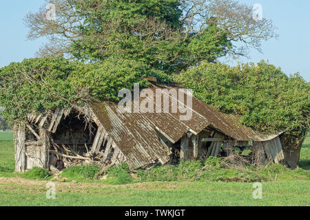 Asbest überdacht, ehemaligen Vieh Feld vergossen und Schutz. Redundant. Nicht mehr verwendet. Innerhalb eines Feldes auf landwirtschaftlichen Flächen. Holz unterstützen Struktur kollabieren. ​ Stockfoto