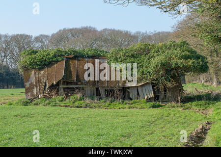 Asbest überdacht, ehemaligen Vieh Feld vergossen und Schutz. Redundant. Nicht mehr verwendet. Innerhalb eines Feldes auf landwirtschaftlichen Flächen. Holz unterstützen Struktur kollabieren. Norfolk. UK​ Stockfoto