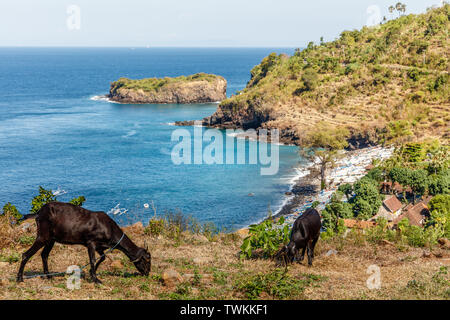 Blick auf Amed - Ozean, Bucht, Häuser, Ziegen, Karangasem Regency, Bali, Indonesien Stockfoto