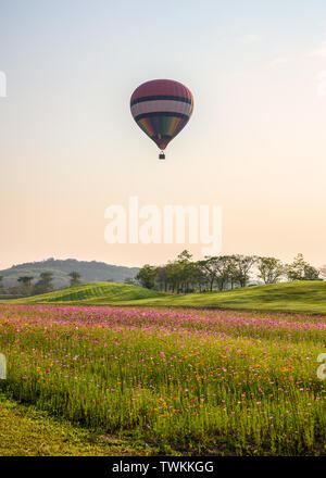 Heißluftballon fliegen auf cosmos Feld in Abend Stockfoto