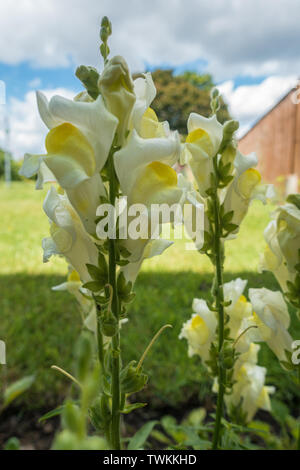 Nahaufnahme der gelben antirrhinum oder Snap dragon Blumen. Stockfoto