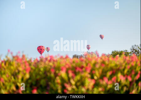 Heißluft-Ballone auf unscharfe Blumen Stockfoto