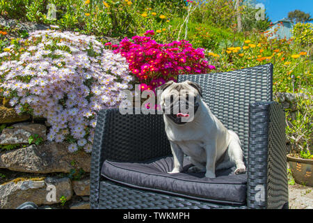 Fowey, Cornwall, UK. 21. Juni 2019. UK Wetter. Die Temperaturen stiegen in Cornwall heute, am längsten Tag des Jahres, mit Titan der Mops in seinem Garten. Kredit Simon Maycock/Alamy leben Nachrichten Stockfoto