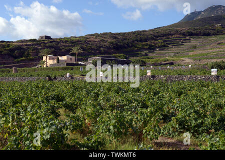 Italien, Sizilien, Insel Pantelleria, Khamma Bezirk, Donnafugata Weingut und Weinberg. Anbau von Zibibbo Trauben, die Jahrhundert-alten Weinberg und der Stockfoto