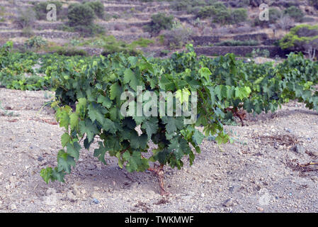 Italien, Sizilien, Insel Pantelleria, Khamma Bezirk, Donnafugata Weingut und Weinberg. Anbau von Zibibbo Trauben, die Jahrhundert-alten Weinberg und der Stockfoto