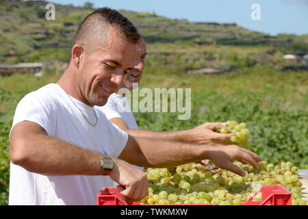 Italien, Sizilien, Insel Pantelleria, Khamma Bezirk, Donnafugata Weingut und Weinberg. Männer an die Ernte der Trauben Zibibbo arbeiten Passito zu produzieren Stockfoto