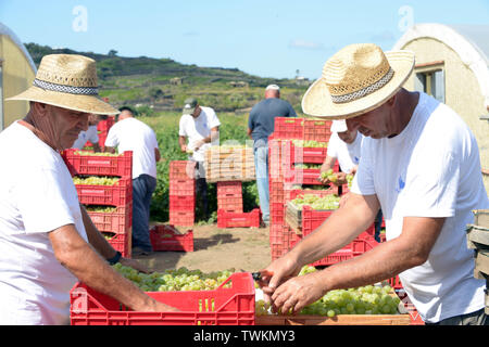 Italien, Sizilien, Insel Pantelleria, Khamma Bezirk, Donnafugata Weingut und Weinberg. Männer an die Ernte der Trauben Zibibbo arbeiten Passito zu produzieren Stockfoto