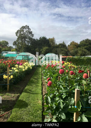 Ansicht der Zuteilungen für das Wachstum Ihres eigenen Gemüse und Blumen in der englischen Stadt, Großbritannien Stockfoto