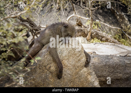 Chacma baboon Schlafen auf einem Felsen in der Krüger National Park, Südafrika; Gattung Papio ursinus Familie von Fußball oder Handball Stockfoto
