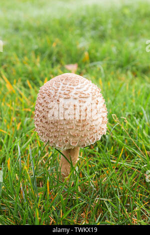 Sonnenschirm Pilzzucht im Gras Stockfoto