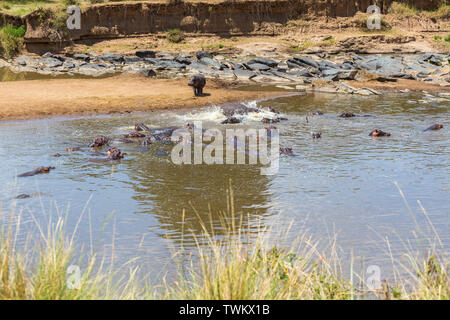 Flusspferde im Mara River in der Masai Mara National Park Stockfoto