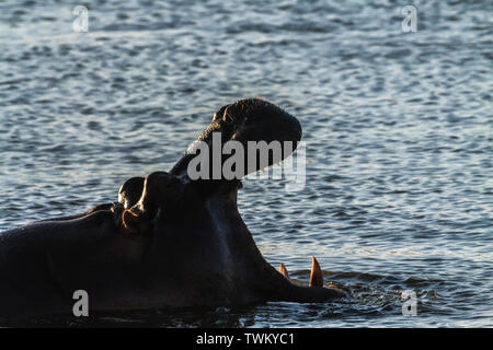 Hippopotamus Gähnen im Krüger Nationalpark, Südafrika; Specie Hippopotamus amphibius Familie der Hippopotamidae Stockfoto