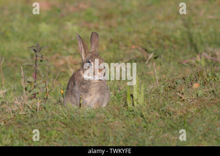 Detaillierte Vorderansicht Nahaufnahme des jungen wilden Kaninchens aus Großbritannien (Orycolagus cuniculus), das isoliert im Feld bei Sonnenschein sitzt. Niedliche gebärte Tiere. Britisch. Stockfoto