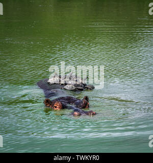 Hippopotamus und Anwinkeln Schildkröte ruht in seiner Zurück n Krüger National Park, Südafrika; Specie Hippopotamus amphibius und Chersina angulata Stockfoto