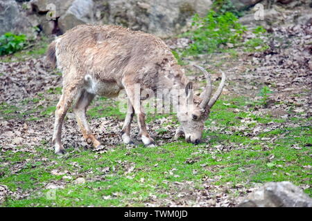 Sibirischen Steinböcke Capra Siberica essen Gras Stockfoto