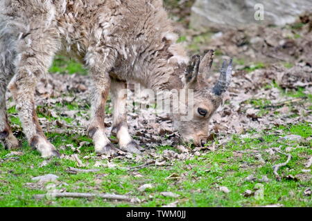 Sibirischen Steinböcke Baby essen Gras closeup Stockfoto