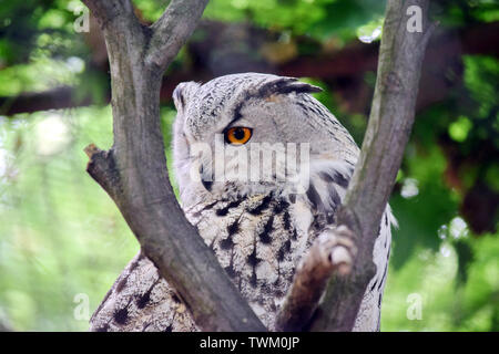 Sibirische Uhu Bubo bubo Sibiricus am Baum Stockfoto