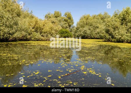 Eine typische Ansicht der Wasser und Vegetation im Donaudelta in der Nähe von Tulcea, Rumänien Stockfoto