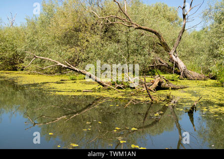 Eine typische Ansicht der Wasser und Vegetation im Donaudelta in der Nähe von Tulcea, Rumänien Stockfoto