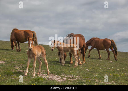 Wildpferde grasen auf grünen Bergfeldern in Umbrien Stockfoto