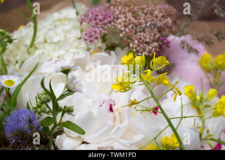 Bündel multocolored Sommer Blumen closeup Stockfoto