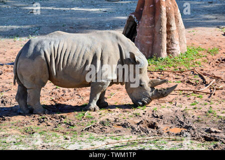 Östlichen Spitzmaulnashorn Diceros bicornis Michaeli essen Gras Stockfoto