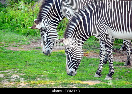 Paar Chapman's Zebra fressen Gras Stockfoto