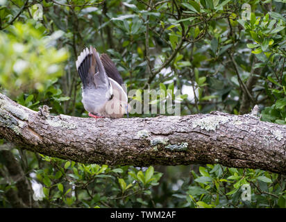 Eine White-winged dove (Zenaida asiatica) Balz auf einem Baumstamm. Sheldon Lake State Park. Houston, Texas, USA. Stockfoto