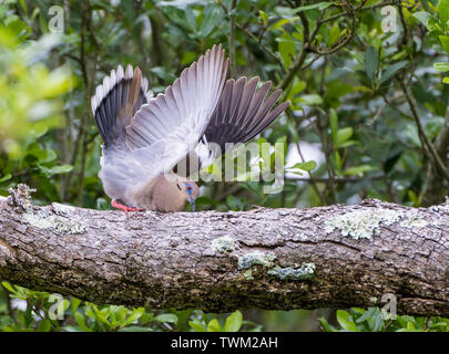 Eine White-winged dove (Zenaida asiatica) Balz auf einem Baumstamm. Sheldon Lake State Park. Houston, Texas, USA. Stockfoto