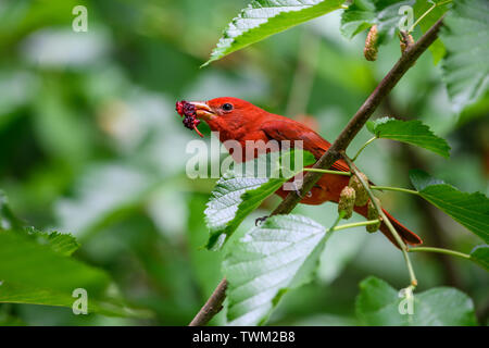 Ein männlicher Sommer Tanager (Piranga rubra) Fütterung auf maulbeeren. Sheldon Lake State Park. Houston, Texas, USA. Stockfoto