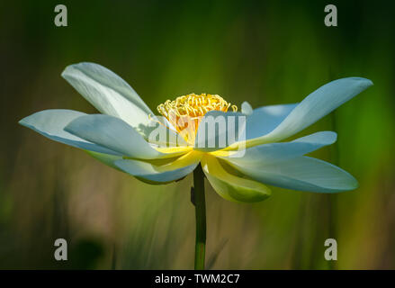 Nahaufnahme der weiße Seerose (Nymphaea sp.) Blüte. Sheldon Lake State Park. Houston, Texas, USA. Stockfoto