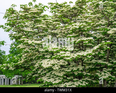 Blühende Hartriegel Baum in voller Blüte. Stockfoto