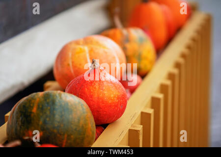 Orange Bio Kürbis in einer Reihe Nahaufnahme, selectiv Fokus Reif. Thanksgiving Day Konzept. Herbst, Herbst Hintergrund Stockfoto