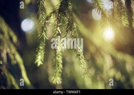 Grüne frischen Tannenzweigen mit kleinen Nadeln nach unten hängen von der Krone des Baums, die durch Sonnenlicht beleuchtet, durch die Äste bricht. Stockfoto
