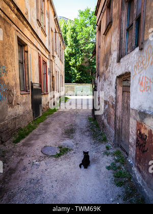 Höhnisch schwarze Katze mit gelben Augen in einer Gasse in Riga, Lettland im Sommer 2018 Stockfoto