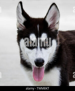 Isolierte - Husky Welpe braune Augen portrait Stockfoto